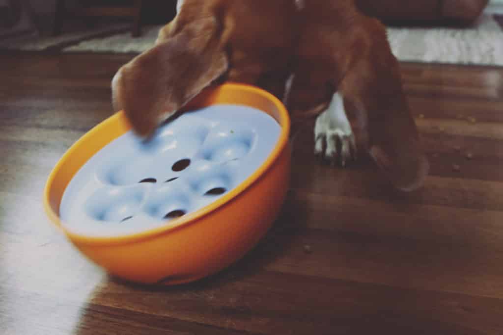 sookie-with-rock-n-bowl