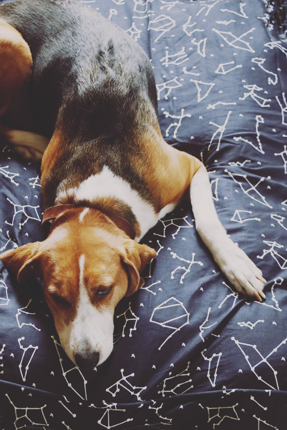A review of the Molly Mutt Dog Bed Duvet along with how eco-friendly and easy to clean it is. Plus why it's our new favorite dog bed!
