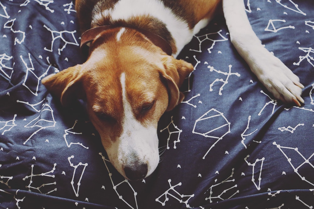 A review of the Molly Mutt Dog Bed Duvet along with how eco-friendly and easy to clean it is. Plus why it's our new favorite dog bed!