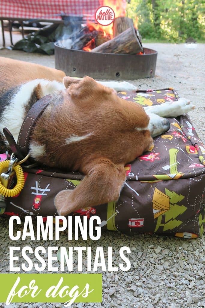 MustHave Camping Essentials for Dogs Bird's Eye Meeple