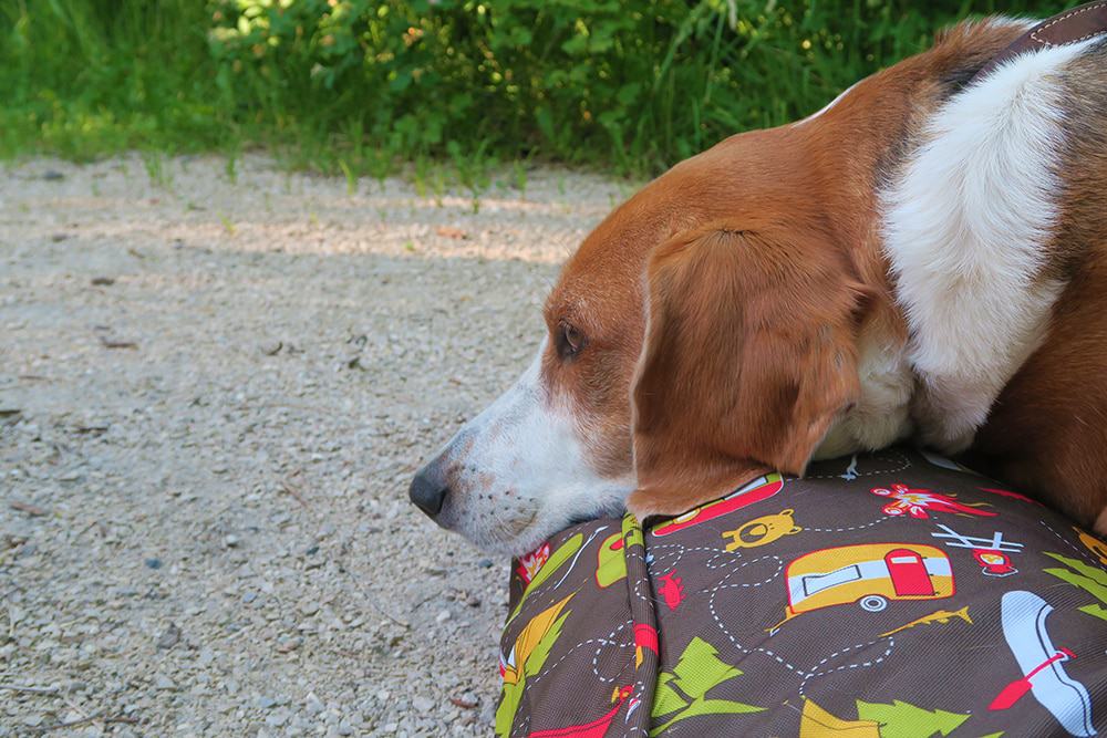 Headed out on your next camping trip with Fido? Make sure you don't forget anything and check out our camping essentials for dogs list!