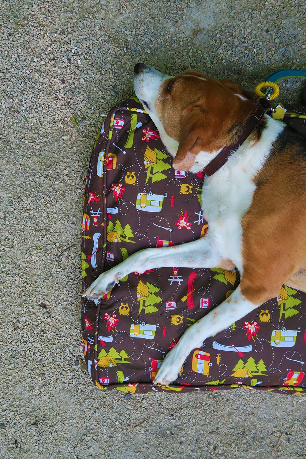 Headed out on your next camping trip with Fido? Make sure you don't forget anything and check out our camping essentials for dogs list!