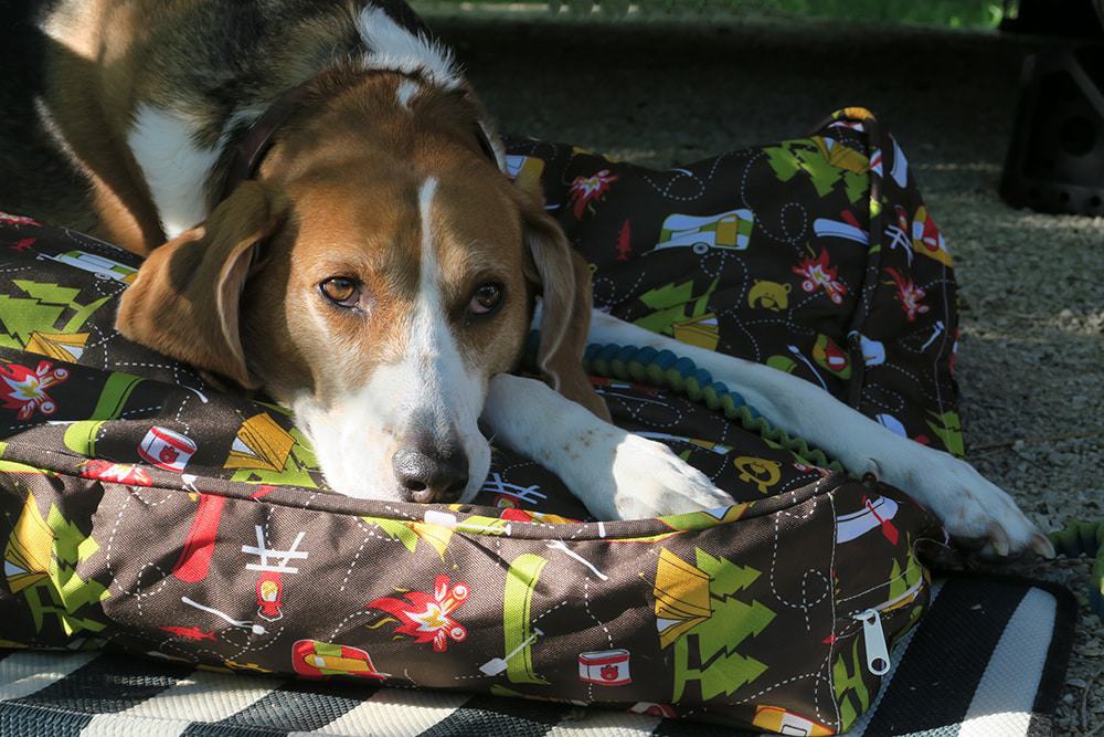 Headed out on your next camping trip with Fido? Make sure you don't forget anything and check out our camping essentials for dogs list!