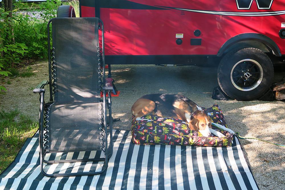 Headed out on your next camping trip with Fido? Make sure you don't forget anything and check out our camping essentials for dogs list!