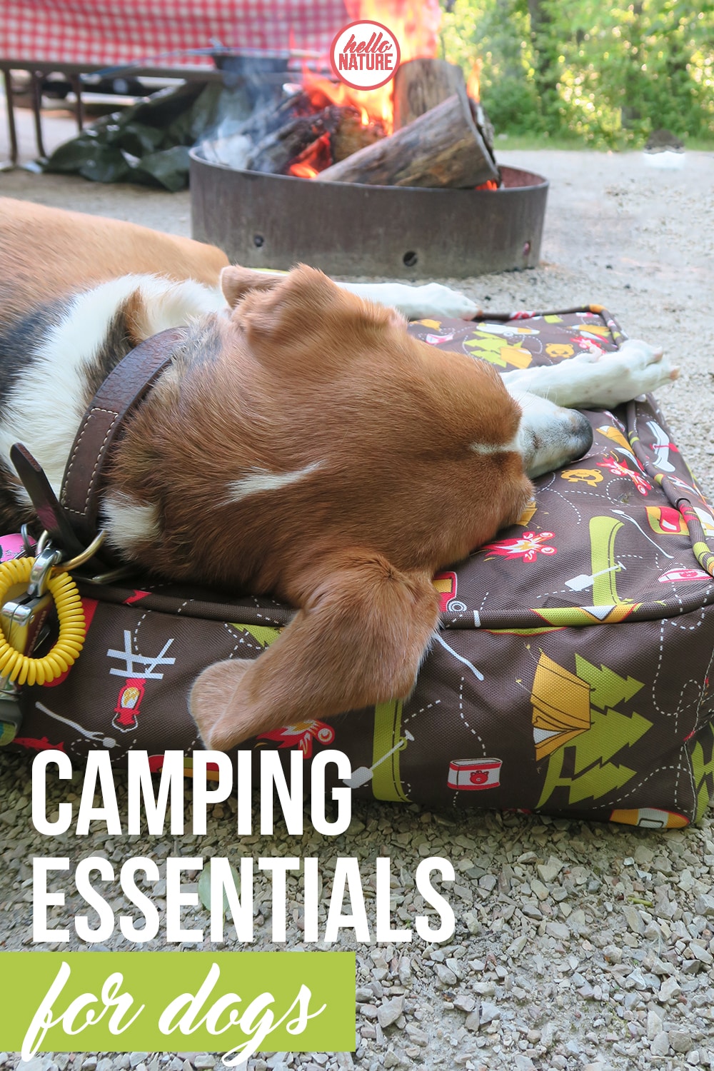 Essentials for camping with best sale a dog