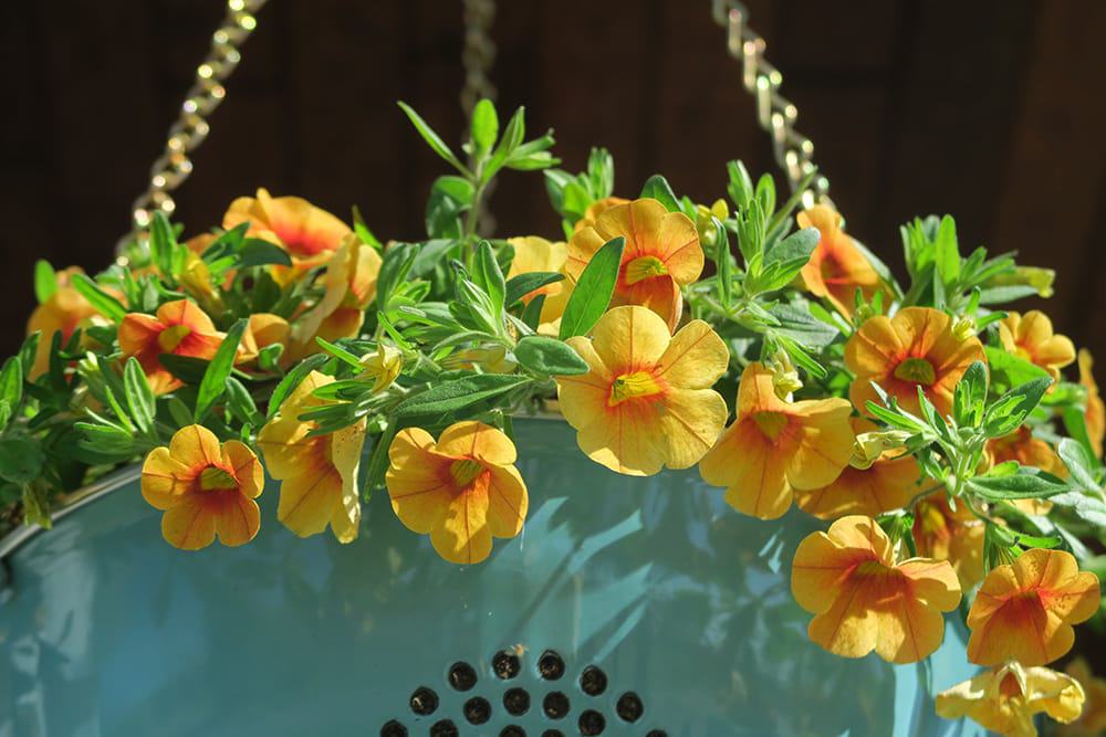 Container gardening just got more fun! With just a few supplies, you can turn a simple kitchen utensil into a unique DIY Hanging Colander Planter.