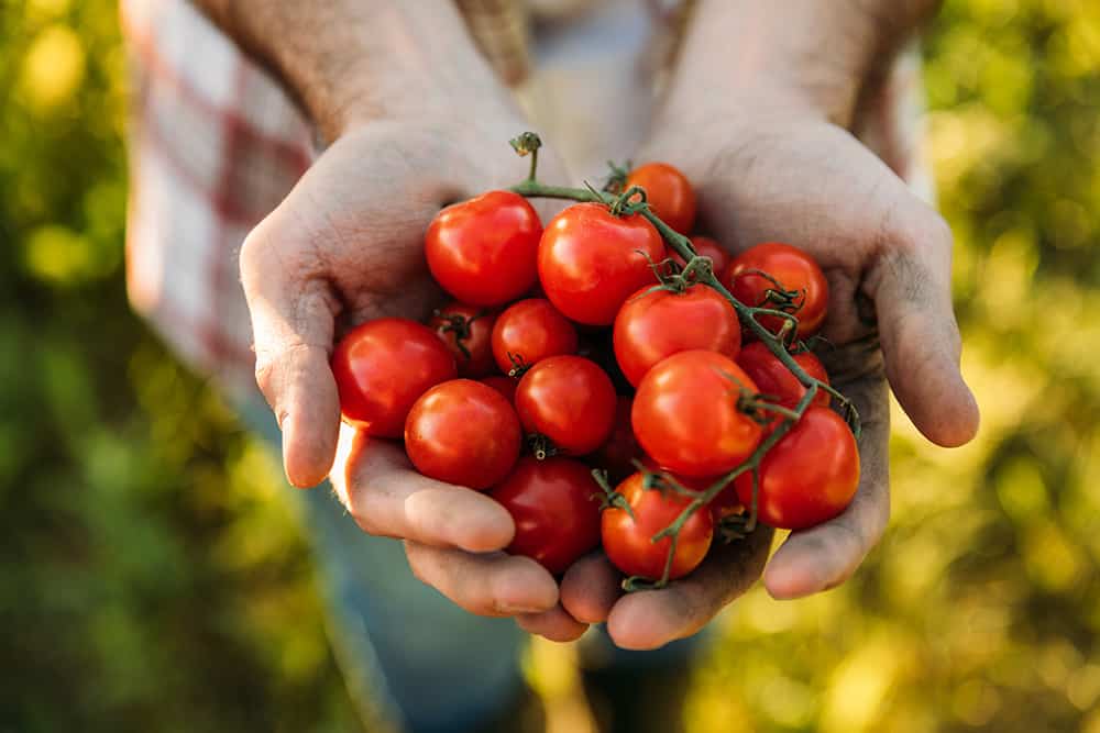handful of tomatoes