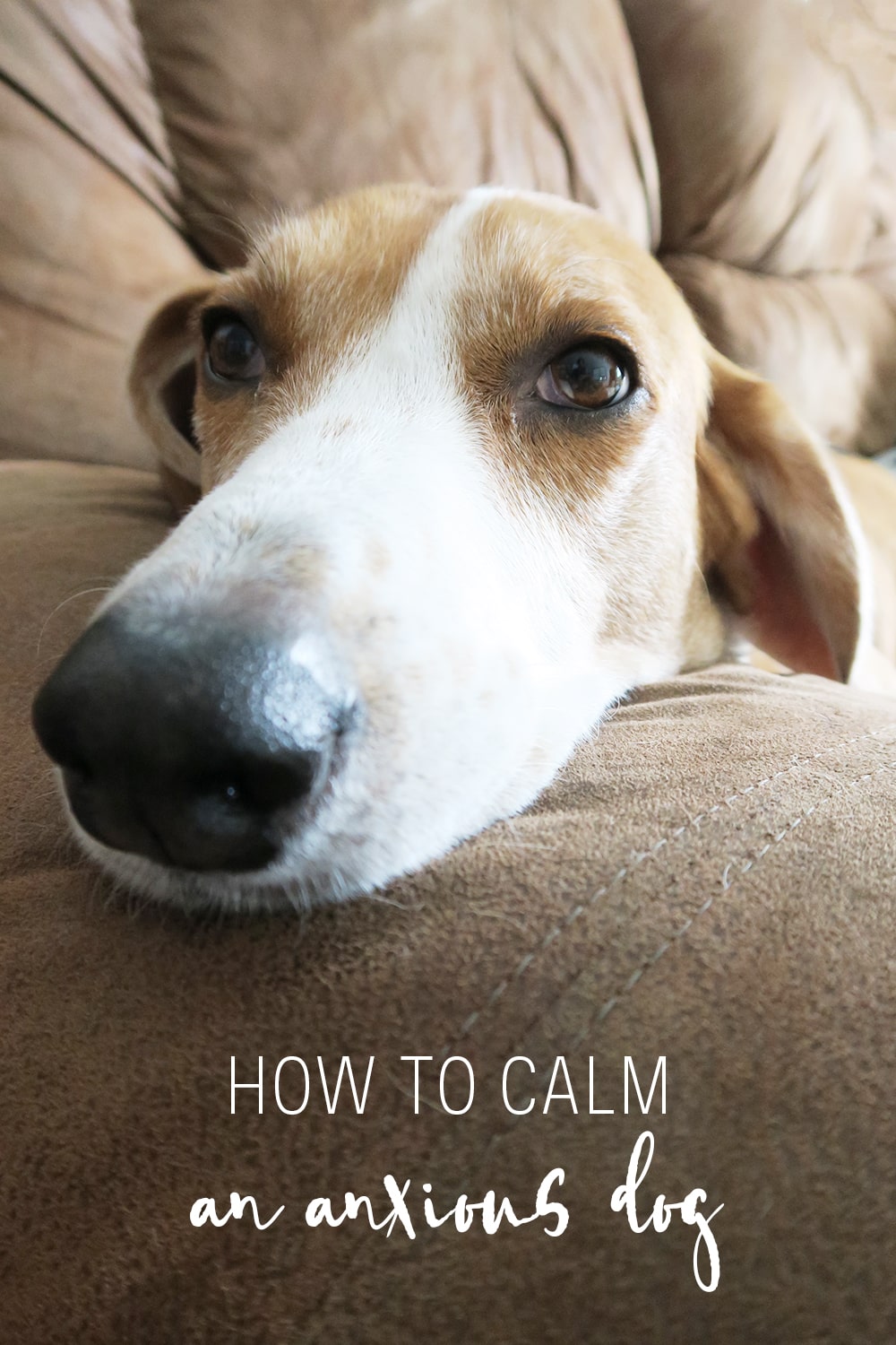 If your dog suffers from anxiety from thunderstorms, fireworks, or being apart - you can ease their stress with this guide on how to calm an anxious dog.