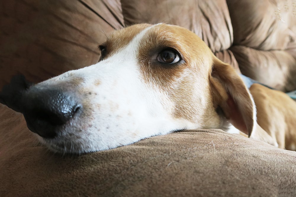 If your dog suffers from anxiety from thunderstorms, fireworks, or being apart - you can ease their stress with this guide on how to calm an anxious dog.