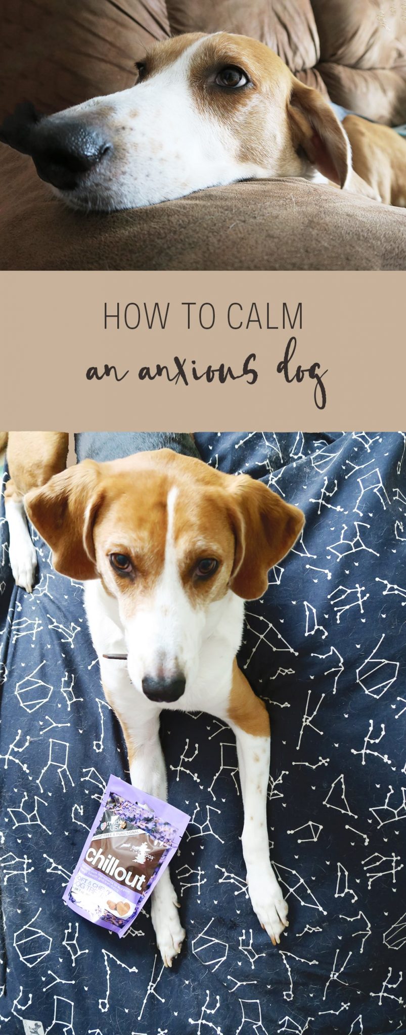 If your dog suffers from anxiety from thunderstorms, fireworks, or being apart - you can ease their stress with this guide on how to calm an anxious dog.