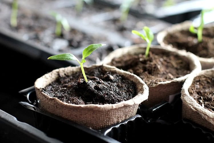 Seedlings in pots