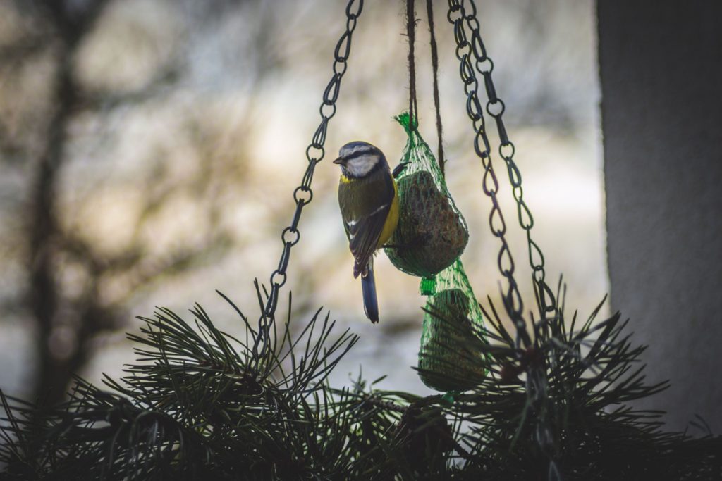 bird with homemade bird food