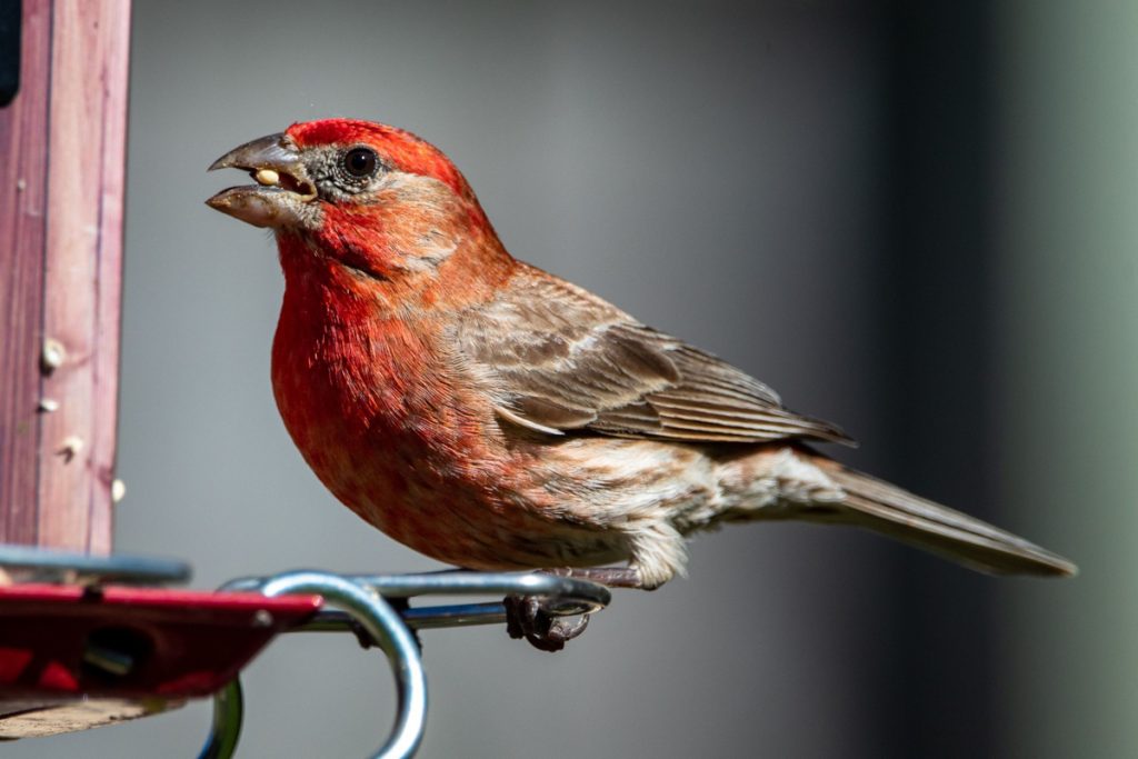 bird eating bird seed