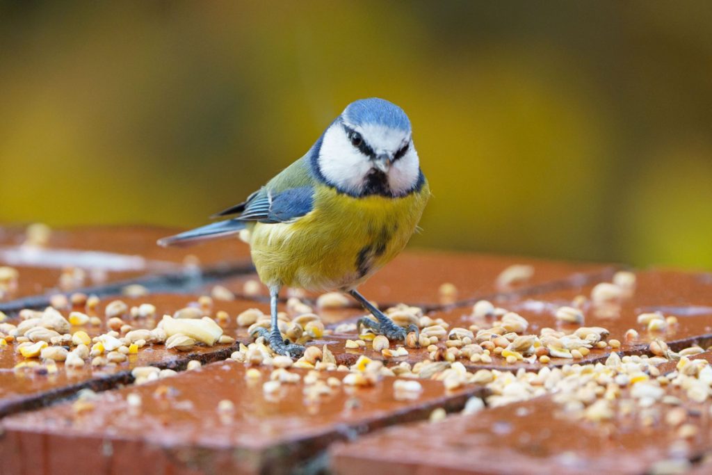 bird with homemade bird food