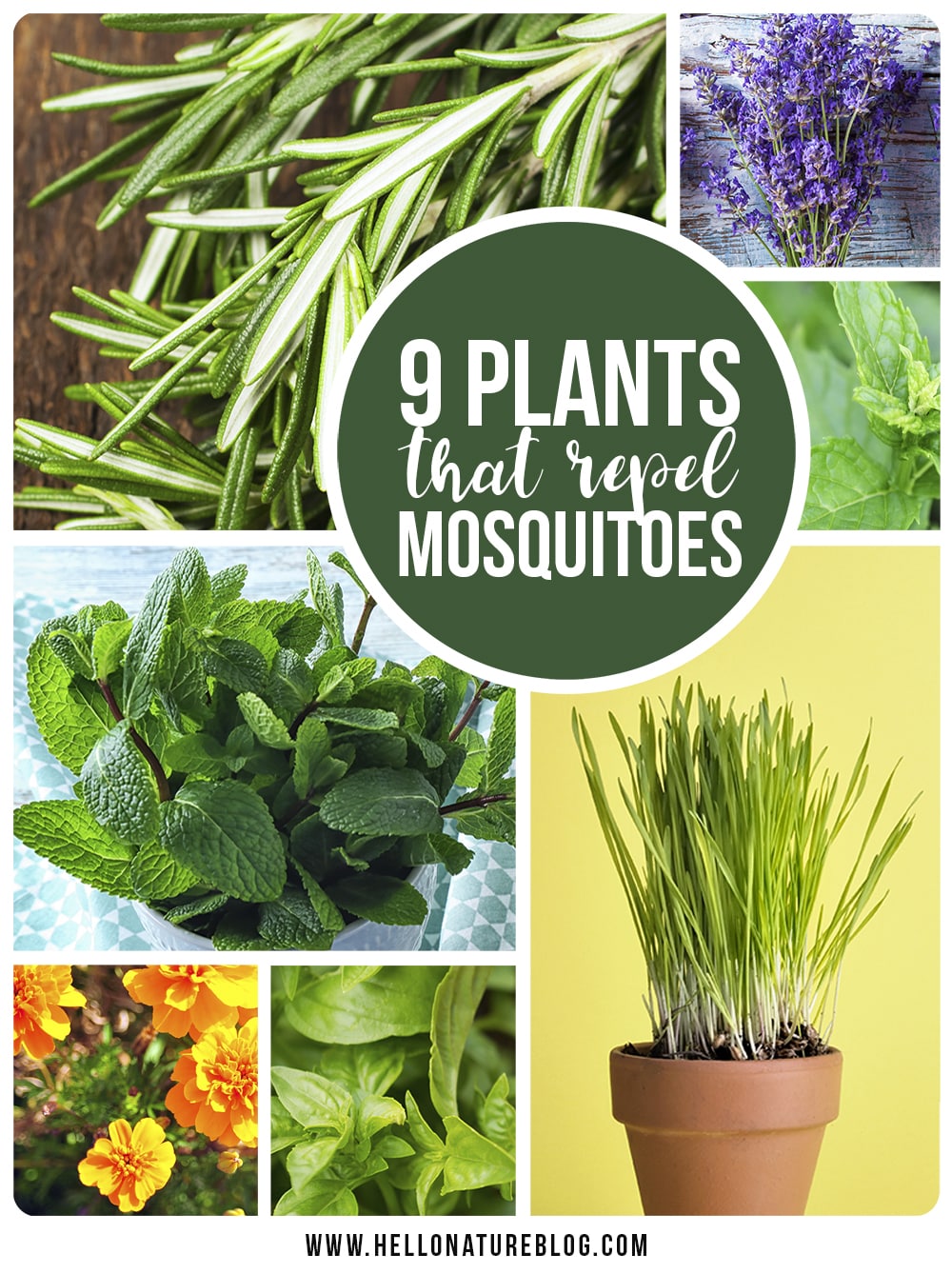 plants that repel mosquitoes