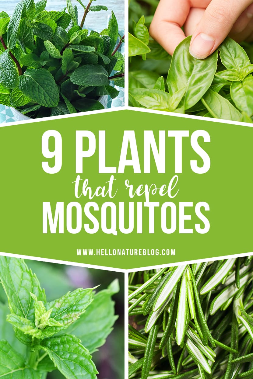 9 Easy To Care for Plants That Repel Mosquitoes - Bird's Eye Meeple