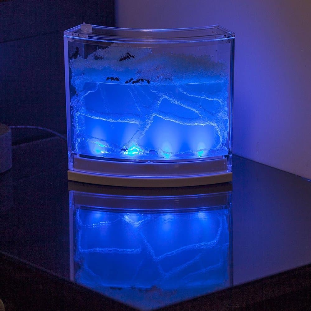 Science its for Kids - LED Ant Farm