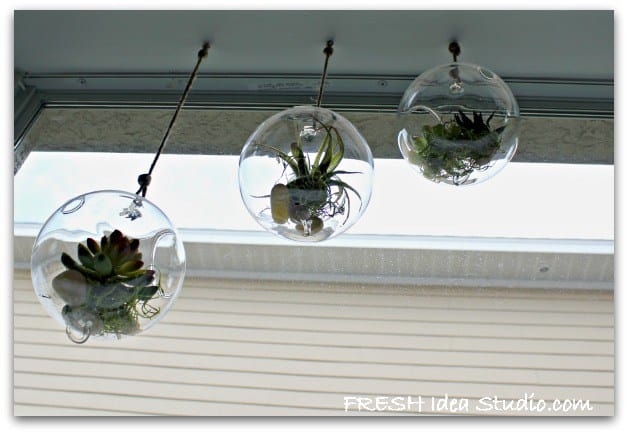 Outdoor hanging DIY terrarium ideas. Three hanging outdoor glass globes with air plants and succulents.