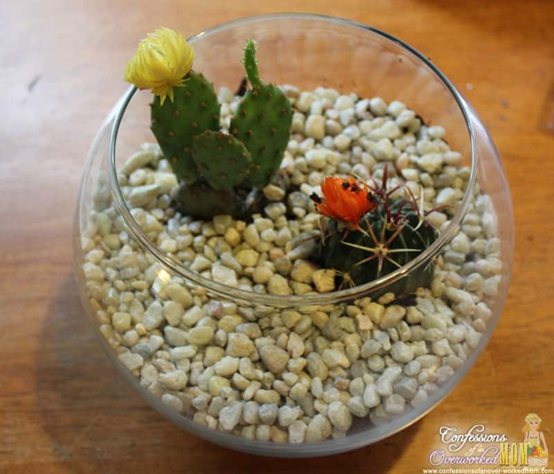 Homemade terrarium ideas. Cactus terrarium DIY with pebbles and cactuses. 