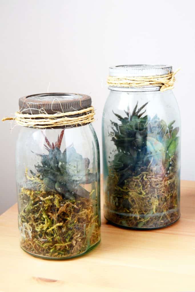 Closed jar DIY terrarium ideas. Closed vintage Mason jar terrarium with moss and succulents.