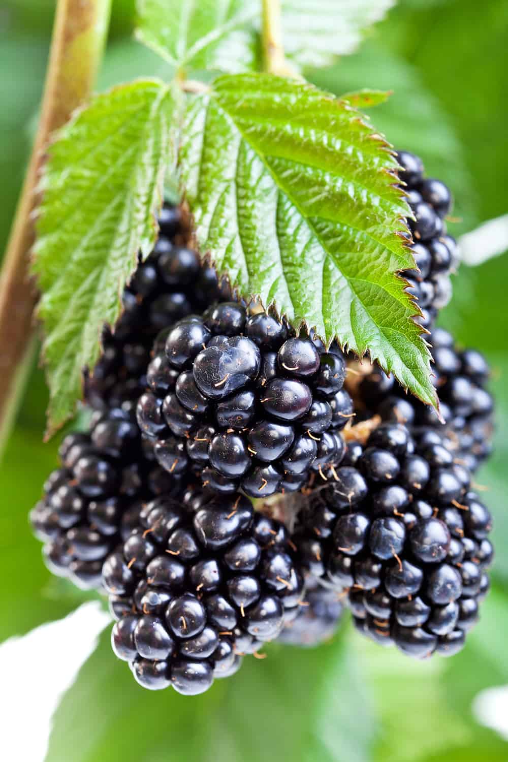 edible landscaping with blackberries