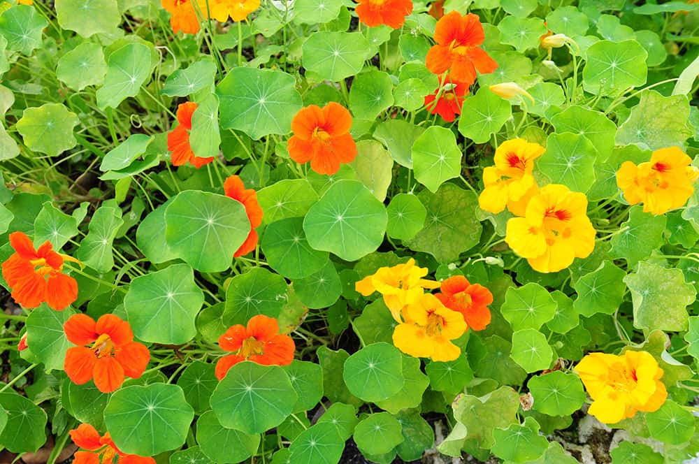 edible landscaping ideas with edible flowers