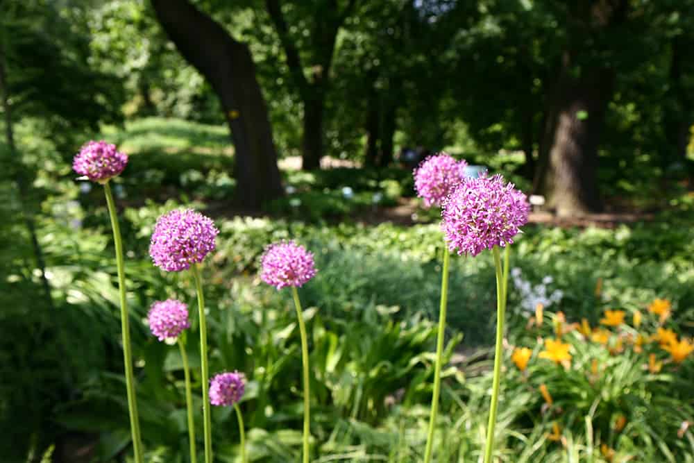 edible landscaping ideas