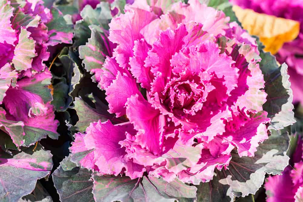 edible landscaping ideas with cabbage