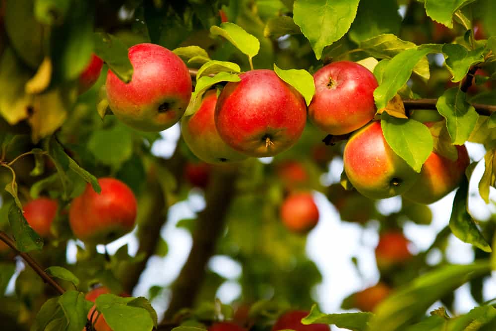 apples in an apple tree
