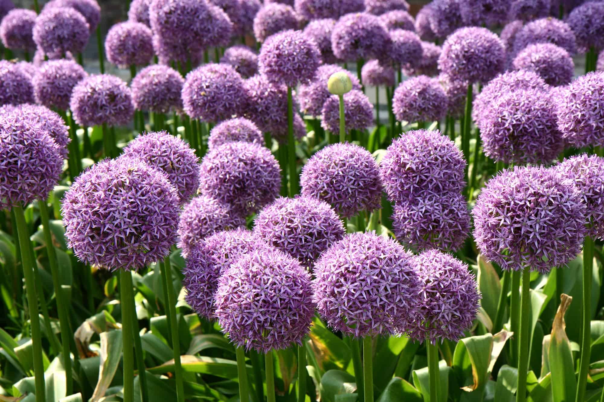 purple flowers from onions