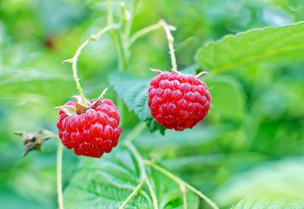 edible landscaping with raspberries