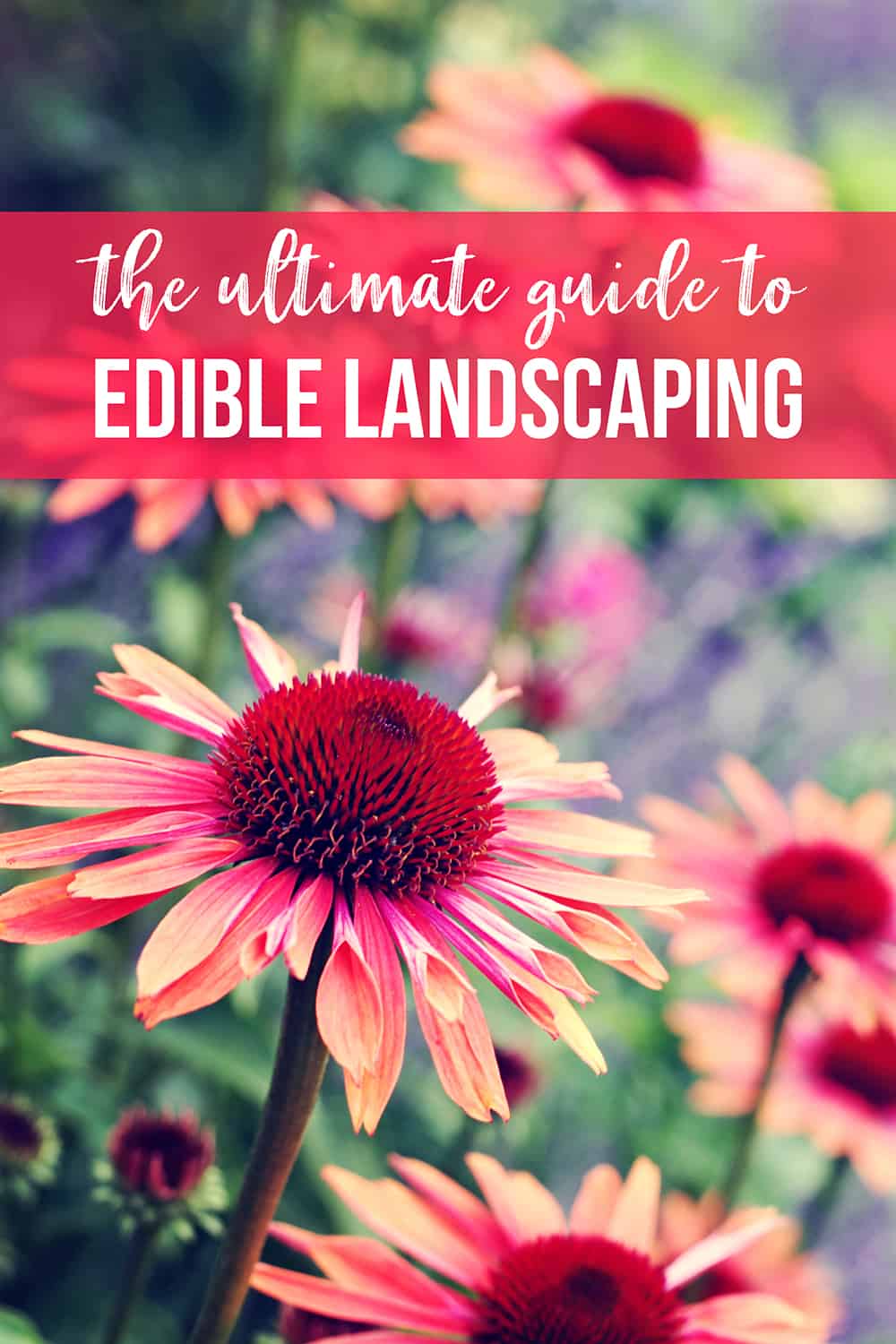 guide to edible landscaping with echinacea