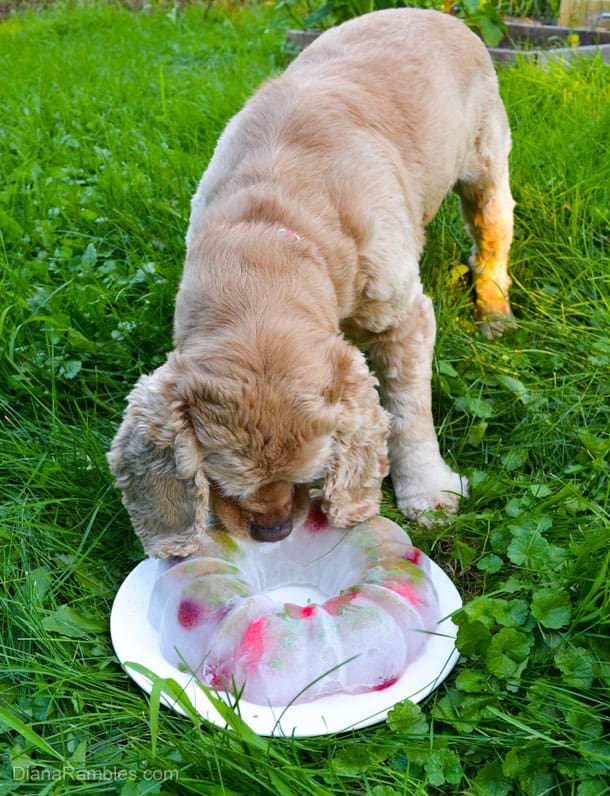 How to Make a Frozen Dog Treat Bowl - The DINK Dog Mom