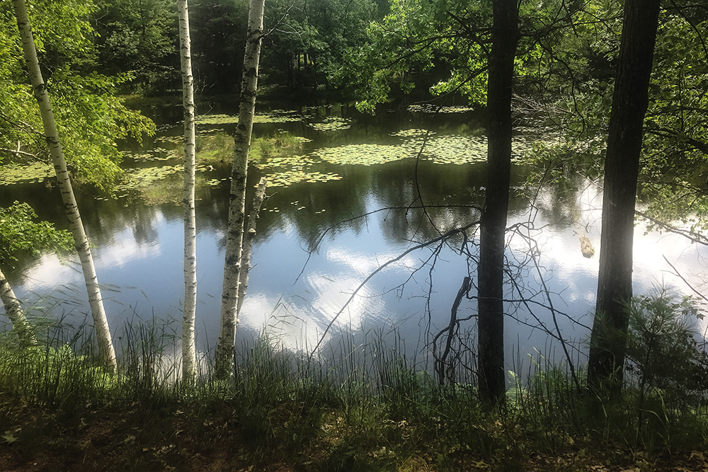 pond with trees