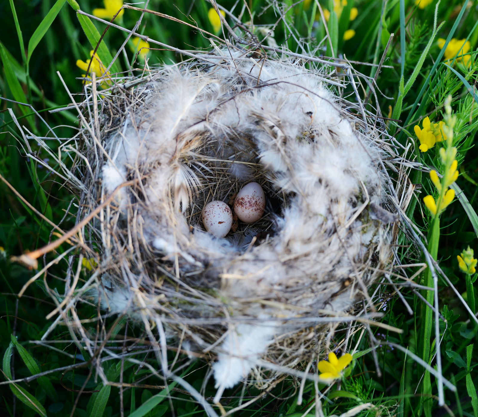 How to Help Birds Build a Nest In Your Backyard Bird's Eye Meeple