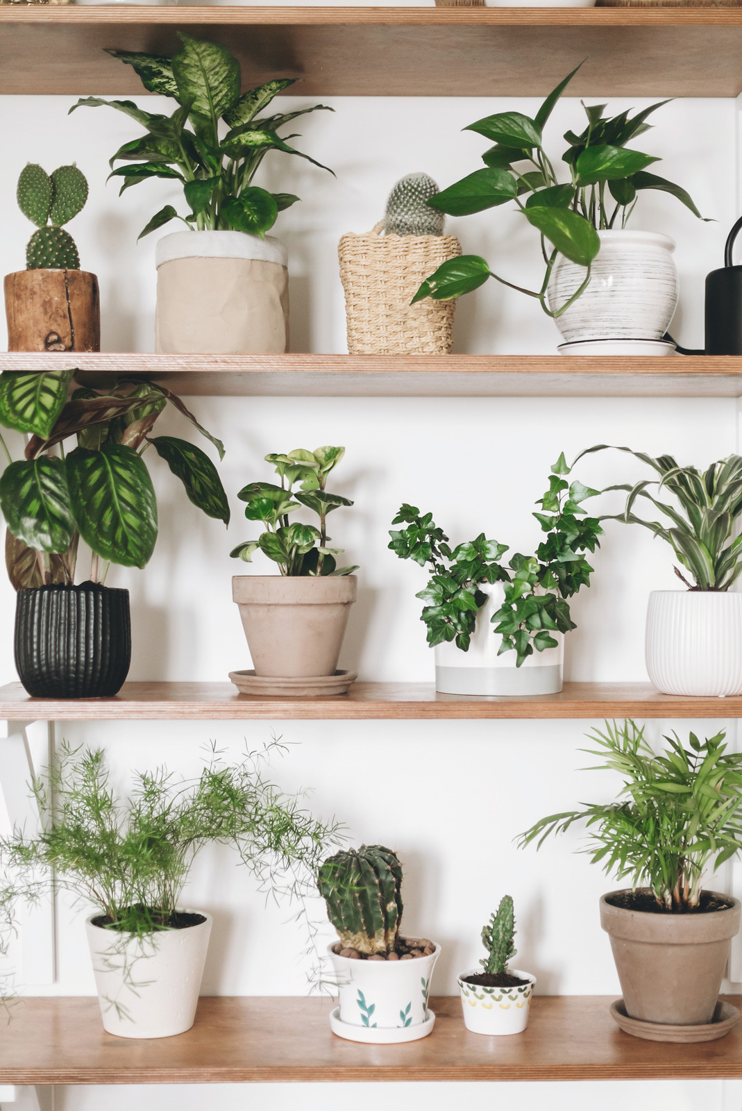 Houseplants