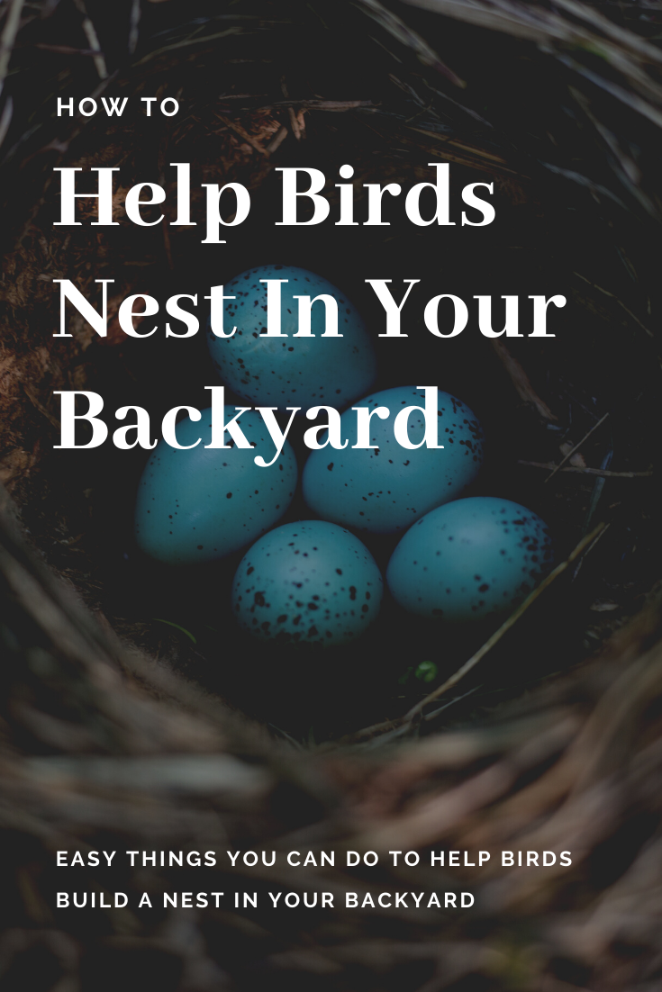 How to Help Birds Build a Nest In Your Backyard Bird's Eye Meeple