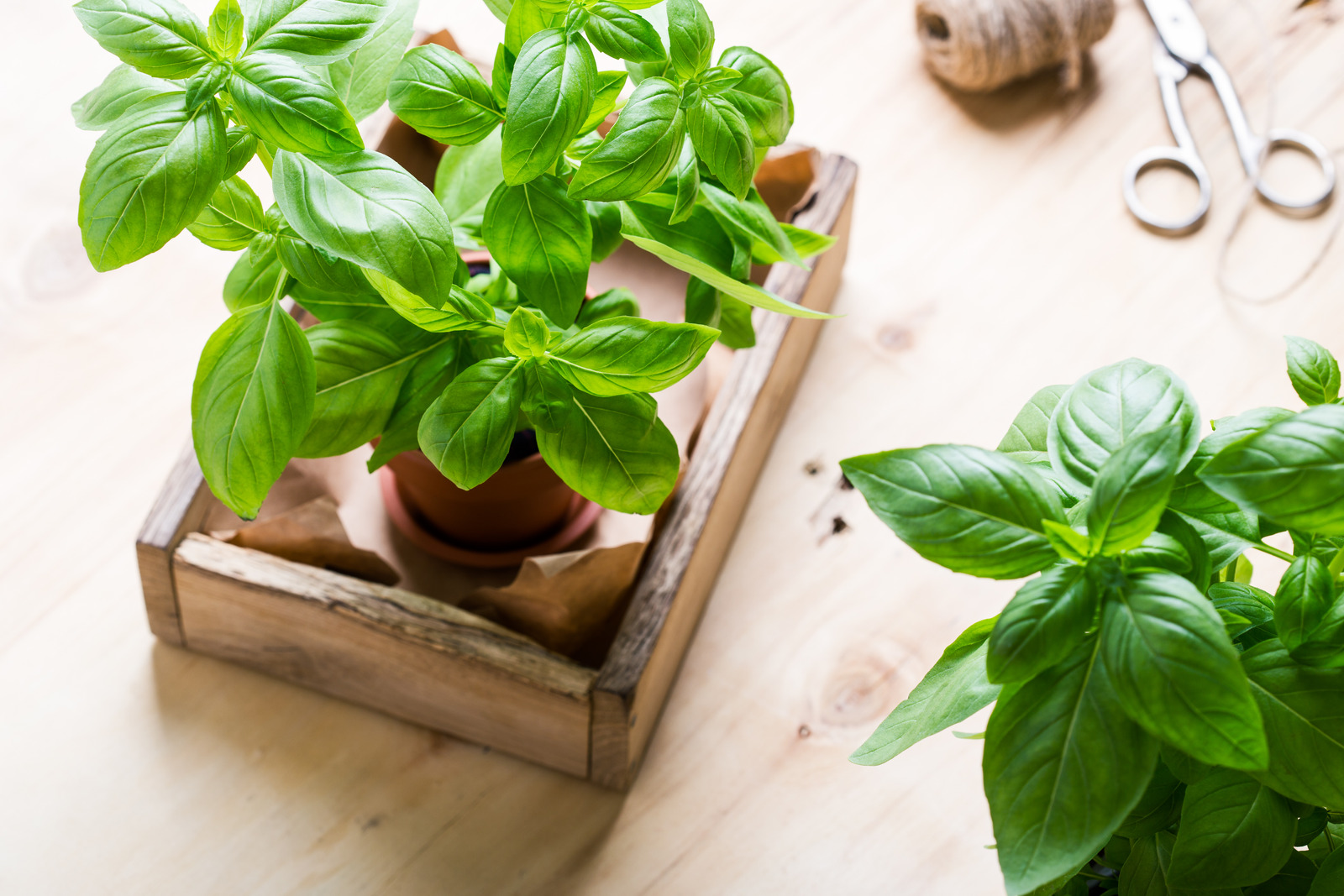 Growing basil indoors