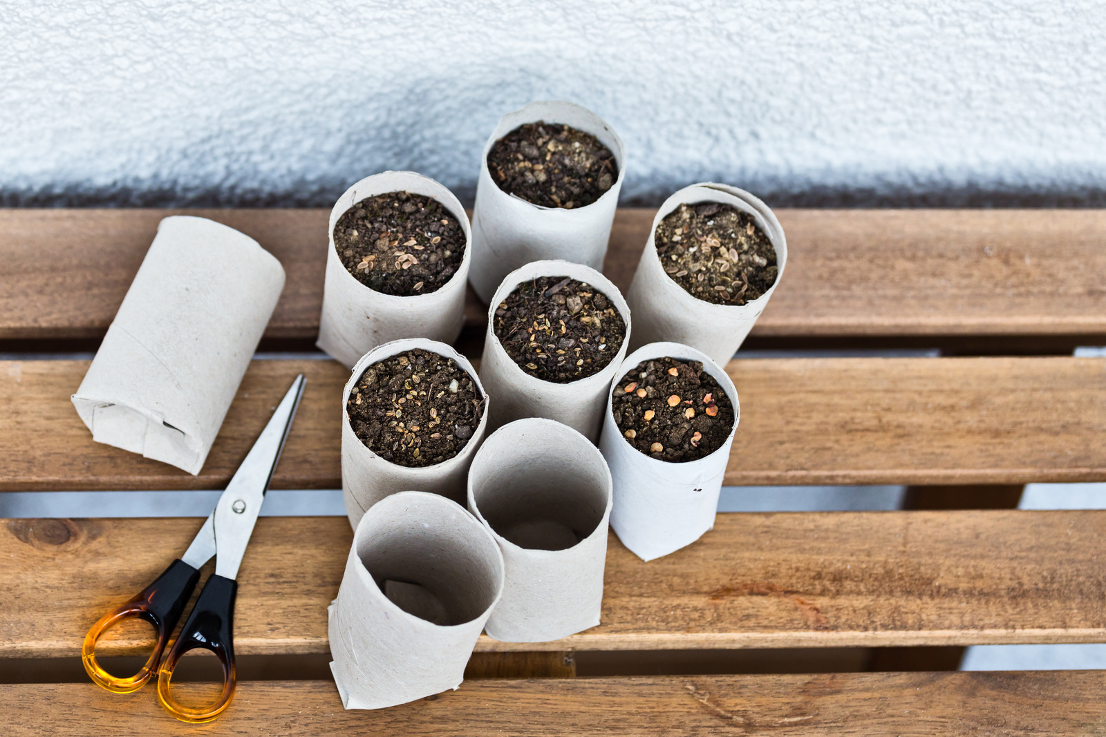 Seed starting in toilet paper rolls