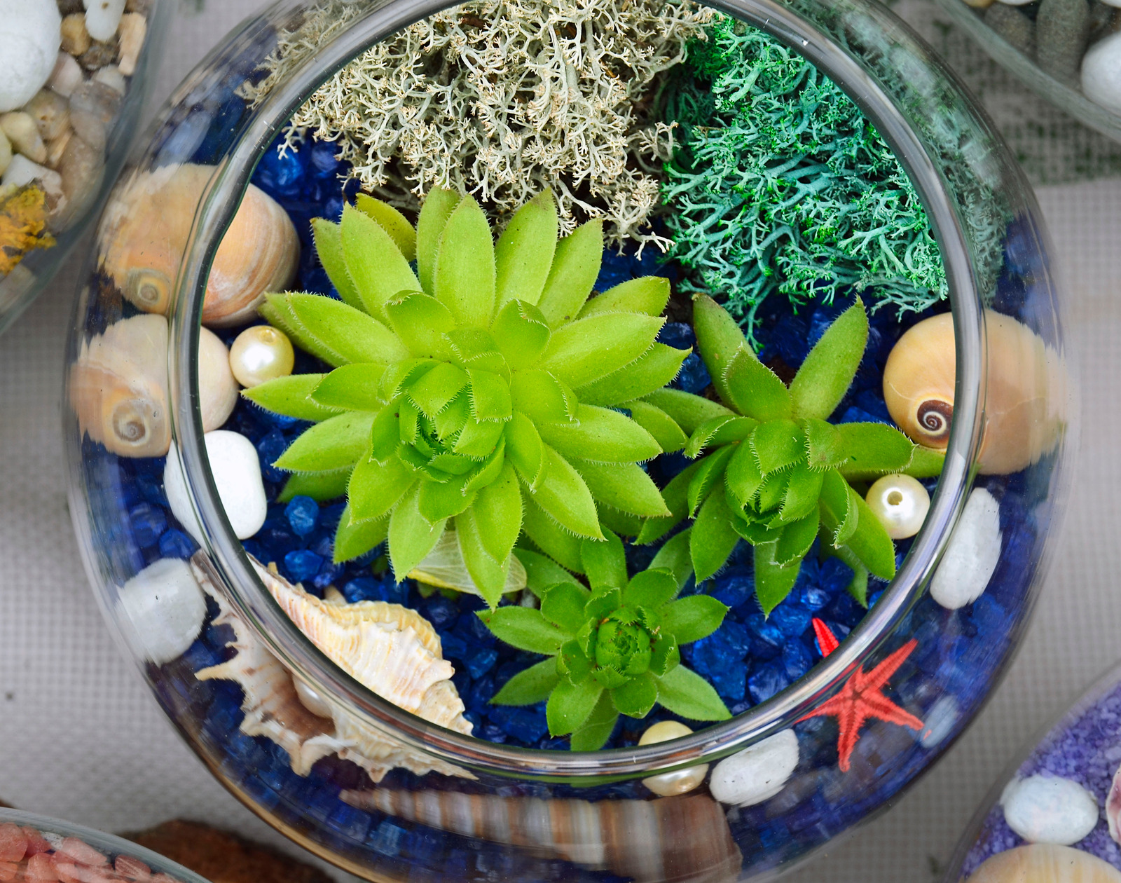 Terrarium 