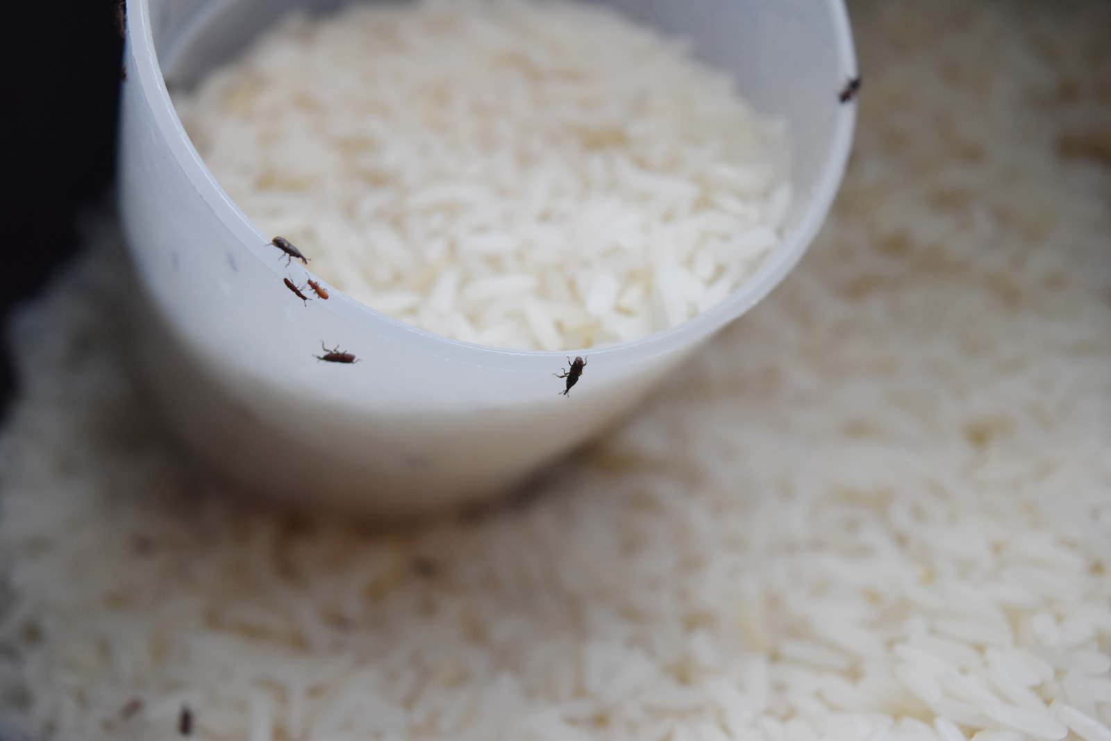 How To Store Rice To Prevent Bugs