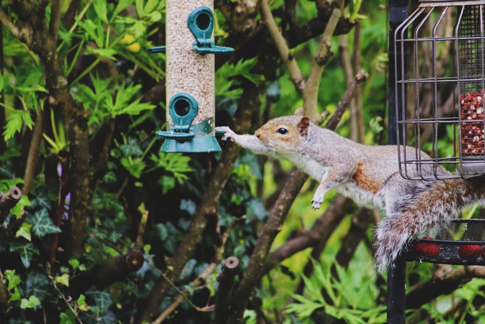 squirrel and bird feeder in backyard