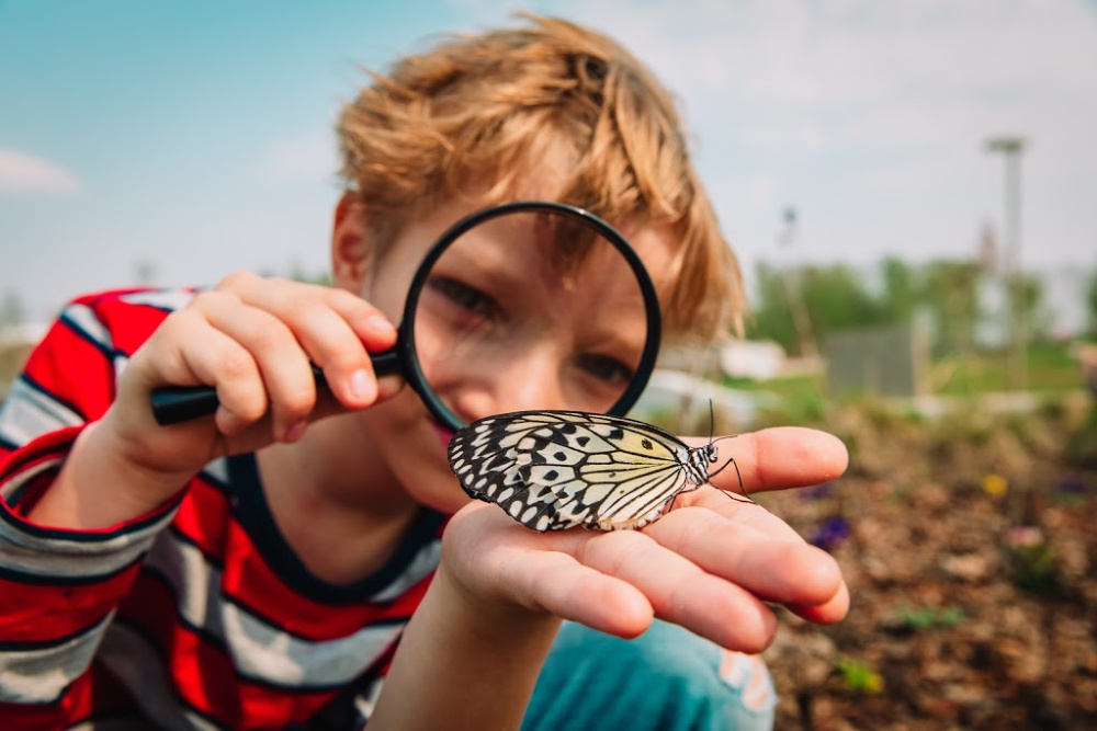 kid examining butterfly in backyard
